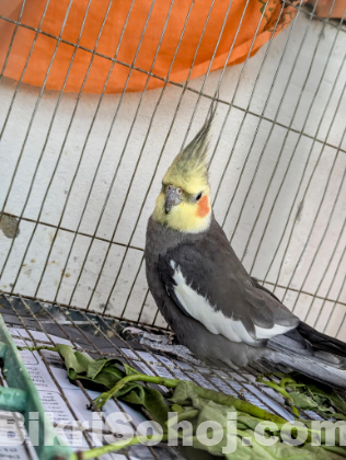 Male Cockatiel for Sell